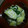 asayan1010's cooksnap of when they made きゅうりとジャコのさっぱり和え～.