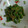 あきらのママ's cooksnap of when they made いんげん豆の胡麻和え.