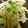 ★きんかん★'s cooksnap of when they made キャベツときのこのバター醤油(もどき).