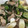 クックVTV17C☆'s cooksnap of when they made 絶品!!!豚ﾊﾞﾗのﾈｷﾞ塩炒め★.