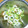 ミッキーメープル's cooksnap of when they made セロリとちくわのねぎ塩あえ.
