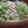 ゆーあちん's cooksnap of when they made かにかまレタスのマヨネーズ和え.