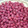 なみHey！！！'s cooksnap of when they made '06 小梅干しの記録(紫蘇漬け).