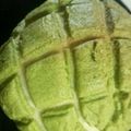 junko6075's cooksnap of when they made 抹茶メロンパン.