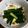 クック3C4BR3☆'s cooksnap of when they made きゅうりの醤油麹炒め.
