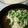 ちょごむぎ's cooksnap of when they made チーズカレーつけ素麺.