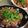 のんぽこママ's cooksnap of when they made びんちょうマグロのづけ丼.