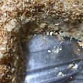 SPI2's cooksnap of when they made 揚げないヘルシー スコップコロッケ.