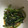 クックFBXUI9☆'s cooksnap of when they made 5分で簡単！しめじと春菊のめんつゆ炒め.