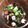 ふうちゃ929's cooksnap of when they made 超簡単、タコとオクラの梅サラダ.