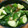 Tarara♪♪'s cooksnap of when they made 簡単！おつまみにも♪うま〜きゅうり漬♪.