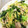 mipunya's cooksnap of when they made 簡単!!　塩焼きそば.