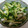 クック8Q5L38☆'s cooksnap of when they made 大根ときゅうりの簡単サラダ☆.