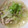 すずえみ＠JKT's cooksnap of when they made 白菜と玉ねぎ大根 鶏挽き肉のコンソメ煮♪.