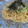 みどれんじゃぁ's cooksnap of when they made さっぱり☆ツナと大根の和風パスタ.