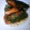 ks88's cooksnap of when they made さばのシソ巻き立田揚げ.