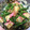 huu_ka's cooksnap of when they made いんげん&かまぼこの胡麻和え.