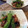 akiozawa's cooksnap of when they made 簡単おつまみ５♪お箸止まらぬしし唐炒め.