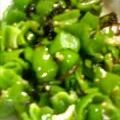 まろんぴ's cooksnap of when they made お手軽一品☆ピーマンの塩こぶ和え.