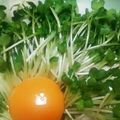 {ももたろ}'s cooksnap of when they made 1分で出来る☆シンプルかいわれサラダ.