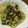 ころラブ's cooksnap of when they made ジェノベーゼでアサリのパスタ.