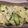 jununu's cooksnap of when they made 試してみて！ズッキーニときゅうりのサラダ.