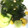 クックLI73MO☆'s cooksnap of when they made きゅうりとわかめの簡単サラダ.