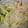 J・0505's cooksnap of when they made 超簡単♡新玉・きゅうり・ささみのサラダ♡.