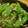 低カロ探検隊's cooksnap of when they made ピーマンと春雨の甘辛そぼろ炒め.