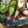 ユルゲン's cooksnap of when they made たこの頭ときゅうりの酢の物.