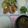 あやっぷ♪'s cooksnap of when they made アスパラガスと豆苗のさっぱりレモンサラダ.