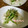leafmama's cooksnap of when they made みょうがと胡瓜の白だし和え.