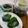 yunkazmilk's cooksnap of when they made 葉ワサビ（花ワサビ）の葉の塩漬け.