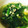 夏女旅娘's cooksnap of when they made １０分でできちゃう春菊と卵の中華風スープ.