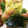 ちちちちちち。's cooksnap of when they made うまっ長ネギとベーコン炒め.