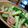 ちーぼぼ's cooksnap of when they made きゅうりとベーコンだけ.