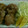 ma___111's cooksnap of when they made 簡単・絶品～豚肉と紅生姜の唐揚げ～.