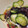 mappadaiba's cooksnap of when they made 白黒キクラゲの中華和え.