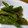 たくやときみこ's cooksnap of when they made ★いんげんの胡麻和え★.