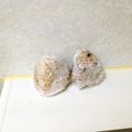 komutatata's cooksnap of when they made 玄米の炊き方-圧力鍋.