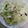 kanape122's cooksnap of when they made 副菜＊きゃべつとしらすのペペロン炒め.