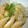 みけねこやよい's cooksnap of when they made カット野菜のキャベツで♪コールスロー.