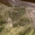 ぽけじん's cooksnap of when they made フリーザーバッグで保存 冷凍ほうれん草♪.