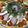 クックQ120S2☆'s cooksnap of when they made 簡単やわらか♪紅茶煮豚 お弁当にも！.
