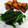 クック26352G☆'s cooksnap of when they made ほうれん草胡麻和え.