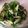 kinako10's cooksnap of when they made ピーマンゴマ和え.
