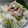 クックCD8DGX☆'s cooksnap of when they made ◆さっぱり美味しい♪イワシのなます◆.