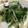 キャップとラム's cooksnap of when they made 水菜とほうれん草のゴマ和え.