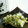 きくりん0923's cooksnap of when they made ふきのとうの天ぷら　卵なし.