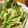 低カロ探検隊's cooksnap of when they made さっと茹でたイカそうめんと胡瓜の和えもの.